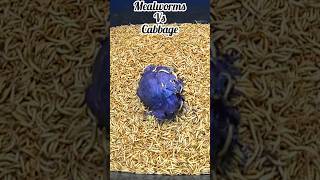 Time Lapse Composting with Meal Worms compost timelapse [upl. by Frederico884]