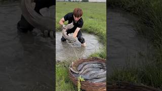 Fish Farming in Rice Fields 😯 [upl. by Ennael]