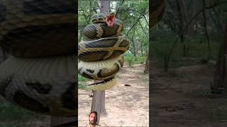 Anaconda Snake Attack P1shorts snake python snakes nagin anaconda bigsnake anacondasnake [upl. by Haggar418]