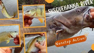 Multispecies Fishing the Susquehanna River Catfish Smallmouth Bass Walleye Perch and Bluegill [upl. by Kelli528]