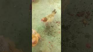 Cgat par murgianshortvideo chicken hen viralvideo [upl. by Masuh]