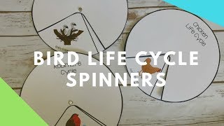 Bird Life Cycle Spinner [upl. by Eveiveneg]