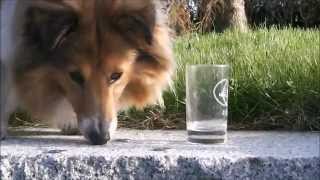 Shetland Sheepdog Daisy  dog tricks [upl. by Amethyst]