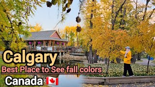 Fall in Calgary 2024  Best place to see fall colors in Calgary Alberta Canada Calgary Alberta [upl. by Fleurette880]