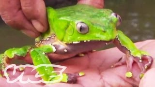 Tripping on Hallucinogenic Frogs Part 13 [upl. by Melda913]