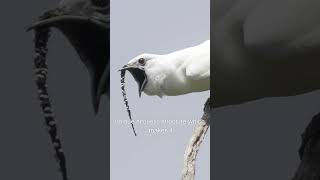 White Bellbird  The Loudest Bird shorts [upl. by Alenairam]