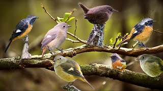 quotعالم الطيور أنواع نادرة وأصوات رائعةquotBird World Rare Kinds and Great Voices [upl. by Neila595]