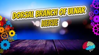 Dorsal Branch of Ulnar Nerve  Know It ALL 🔊✅ [upl. by Elly]