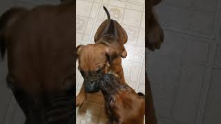 RHODESIAN RIDGEBACK PUPPIES AT 6 WEEKS OLD [upl. by Nnylassej]