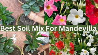 Mandevilla Repotting and Propagation All Care Tips In Nepali garden flower trending gardening [upl. by Liddy]