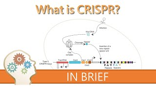 WHAT IS CRISPR  GENE EDITING EXPLAINED [upl. by Micah]