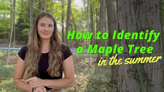 How to Identify a Maple Tree [upl. by Sabelle851]