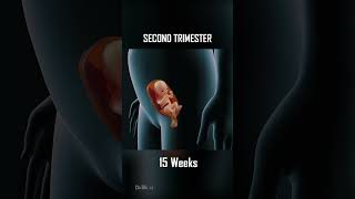 Fetal Development 0  40 Weeks of Pregnancy [upl. by Illehs]