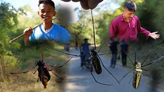 Hunting Nephila Pilipes Jidangmah Spider in Jungle [upl. by Africah]