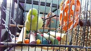 Parrotlet Ditty Talks for a Full 40 Minutes [upl. by Ahsilahs]