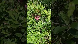 Lambkill kalmia flowers novascotoa rhododendrons [upl. by Atirres]