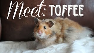 MEET TOFFEE past hamster [upl. by Ecnerolf375]