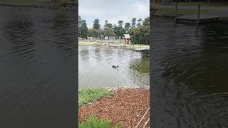 Duck  pond ytshorts nature reels travel reel [upl. by Vincenz707]