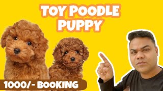 Toy Poodle Puppies Price in India  Toy Poodle Size and weight [upl. by Akenehs]