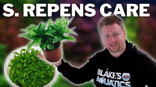 How to Grow and Propagate S Repens  Staurogyne Repens [upl. by Cazzie384]