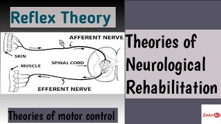 Theories Of Neurological RehabilitationReflex TheoryTheories Of Motor Control [upl. by Ahsekahs]