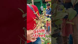 Exclusive Bonsai collections 🌳 Galiff Street Kolkatashorts [upl. by Liuka]