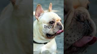 Why French bulldog farts stink [upl. by Wilfreda]