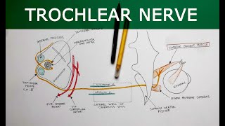 Trochlear Nerve  Anatomy Tutorial [upl. by Nibur]