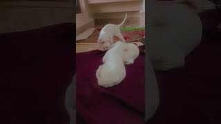 Rajapalayam dog puppys ll Subscibe Rajapalayamdogpuppy nativebreeddogs doglover puppies [upl. by Oeramed]