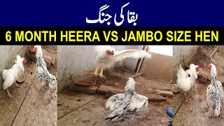 Heera Aseel Patha vs Jambo Size Cheeni Hen  Fight For a Cause [upl. by Aehr]