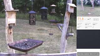 Rural Bird Feeders amp Night Critter Cam  Live [upl. by Lanor290]