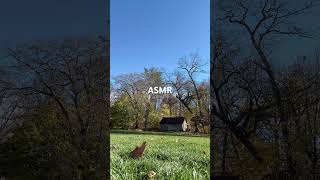 LEAF ASMR [upl. by Matless]