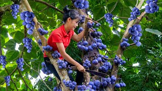 Harvest Purple Blue Fruit goes to the market sell  Ella Daily Life [upl. by Joerg419]