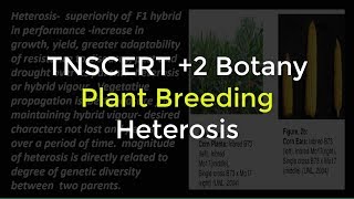 14Botany  Plant breeding  Heterosis [upl. by Oidgime969]