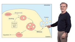 Randy Schekman HHMI amp UCB 3 How human cells secrete small RNAs in extracellular vesicles [upl. by Nathanson]