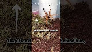 Very Angry Usambara Red OBT Pterinochilus Murinus OBT orangebiteything orangebaboontarantula [upl. by Lakim]