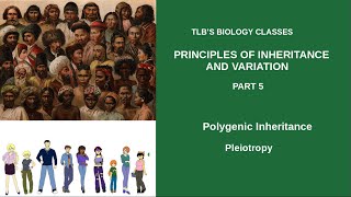 Principles of Inheritance and VariationPart 5Polygenic InheritancePleiotropyClass 12 Zoology [upl. by Krisha232]