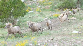 RAMS APPROACHFULL VIDEO nature wildlife bighornsheep viralvideo [upl. by Wickham]