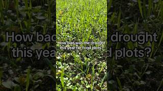 Rain makes brassicas and brassicas makes big bucks hunting whitetail foodplot thehuntingjunkie [upl. by Aihselef]