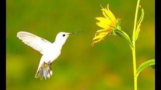 White Hummingbird Slow Motion 4K [upl. by Anolla]