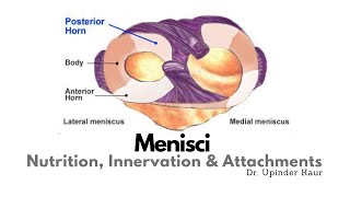 Menisci  Nutrition Innervation amp Attachments [upl. by Letitia]