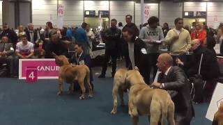 World Dog Show Leipzig 2017 FILA BRASILEIRO JUNIOR CLASS [upl. by Nilra]