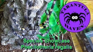 Species Showcase Poecilotheria Regalis [upl. by Bornstein933]