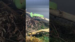 West African Bush Viper Eats Prey snakes snake viper atheris squam venomous food eating [upl. by Edlyn]