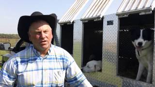 Training Cattle Dogs [upl. by Calise]