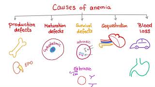 Anemia  Causes and Mechanisms  Fatigue and Pallor  Hematology Series [upl. by Yenreit442]