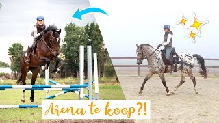 Arena te koop amp naar de dierenarts met Olympus  felinehoi WEEKVLOG 2841 [upl. by Maretz421]