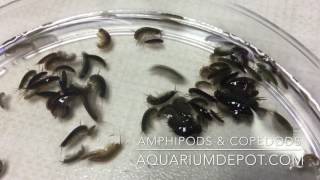 Amphipods amp Copepods for Your Reef Aquarium  Live Food for Marine Fish amp Coral [upl. by Yatnahs]