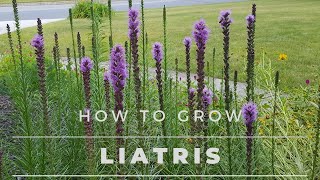 Liatris Spicata  All about Liatris from Seed to Bloom [upl. by Kumler]