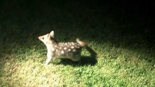 Eastern Quolls in the Spotlightmp4 [upl. by Acinomal]